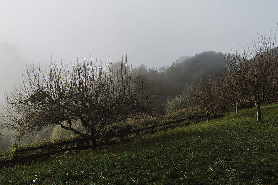 Fence & Trees